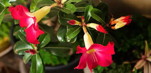 Sundaville: Pielęgnacja, Zimowanie i Sekrety Kwitnienia