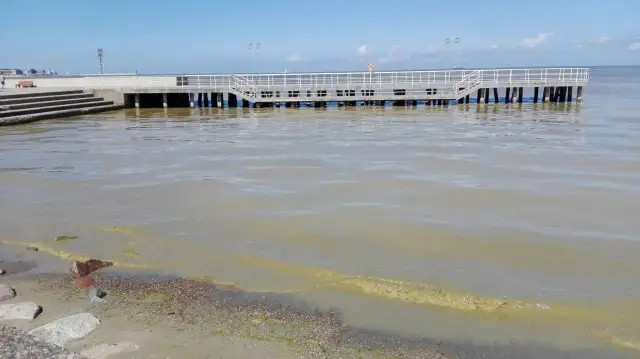 Sinice w Bałtyku: Rozpoznaj je i chroń zdrowie! Poradnik.