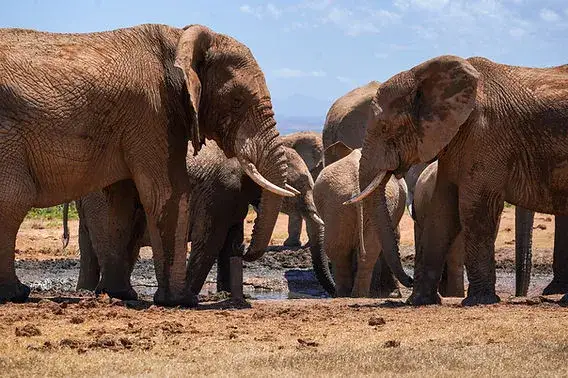 Najlepsze miejsca i zwierzęta na safari w RPA: co warto zobaczyć