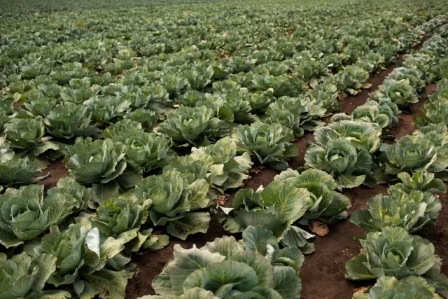 Kiedy jest sezon na młodą kapustę? Sprawdź, by nie przegapić!