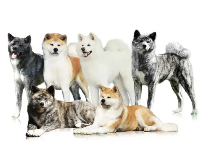 Akita Inu: Jak znaleźć elitarną hodowlę w Polsce?