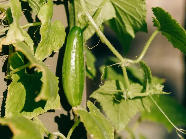 Ogórki po ziemniakach: Czy można? Sprawdź, jak przygotować glebę!