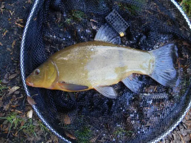 Najlepsze przysmaki na lina: jak złowić tę rybę skutecznie
