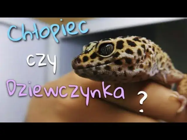 Jak rozpoznać płeć gekona orzęsionego - kluczowe cechy do zauważenia