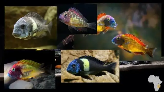 Akwarium Tanganika czy Malawi - co wybrać dla zdrowych ryb?