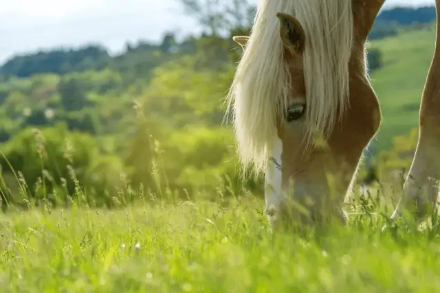 Czym karmić konia, aby zapewnić mu zdrowie i dobrą kondycję