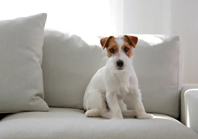 Dlaczego szczeniak ma czkawkę? Przyczyny i co z tym zrobić