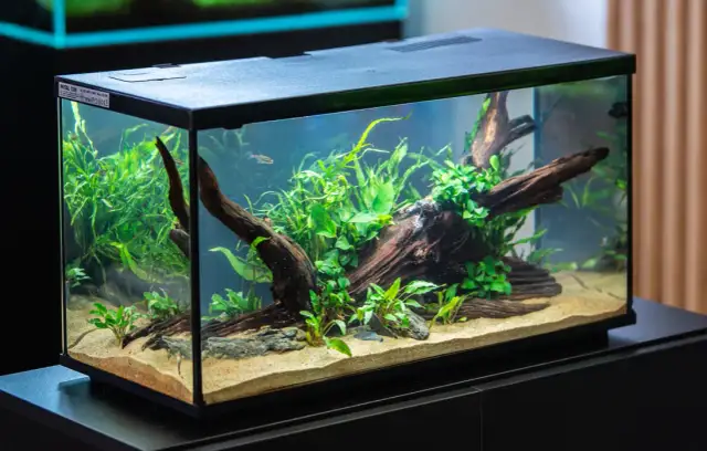 Jakie drewno do akwarium? Wybierz najlepsze i bezpieczne opcje