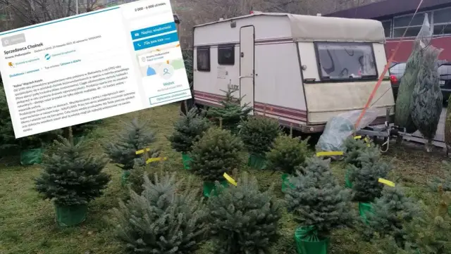 Ile można zarobić na choinkach? Zaskakujące zyski i koszty sprzedaży