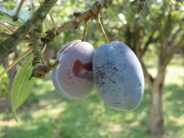 Kiedy sezon na śliwki? Sprawdź, kiedy cieszyć się świeżymi owocami