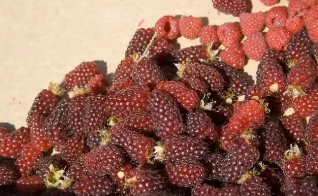 Jak przycinać malinojeżyny, aby uniknąć błędów i cieszyć się plonami