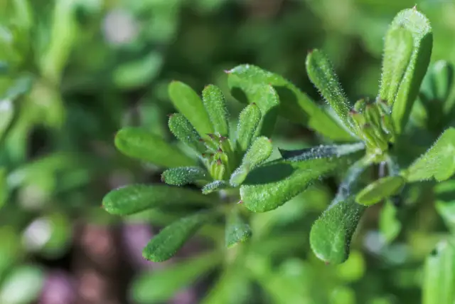 Przytulia czepna: Jak pozbyć się chwastu z rzepami raz na zawsze?