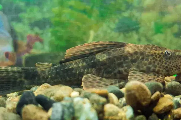 Ile żyją rybki akwariowe? Odkryj sekrety ich długowieczności