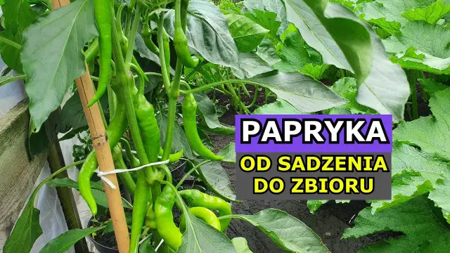 Jak uprawiać paprykę w doniczce - unikaj najczęstszych błędów