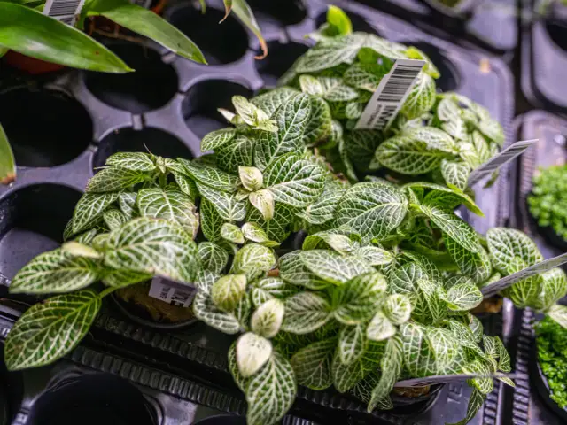 Rośliny do terrarium: przewodnik po wyborze, sadzeniu i bezpieczeństwie