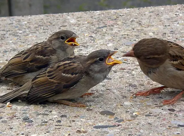 Młody wróbel: Pisklę czy podlot? Rozpoznaj i pomóż mądrze