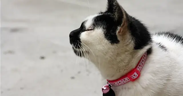 Jak przyzwyczaić kota do obroży - proste sposoby na sukces