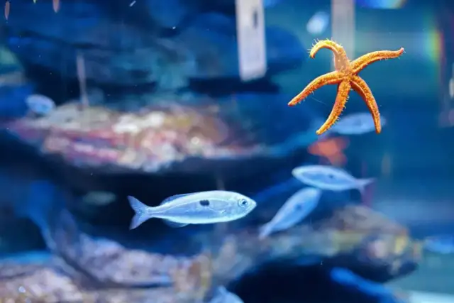 Oceanarium bilety – sprawdź ceny i zniżki na wstęp do oceanariów