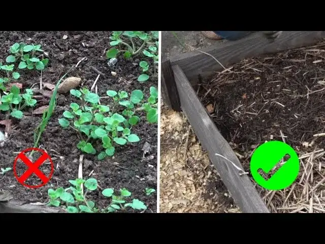 Jak skutecznie zwalczać wijący się chwast, aby chronić rośliny?