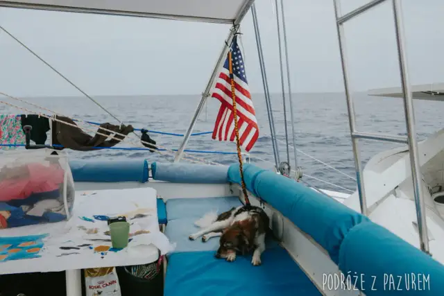 Nauka pływania pieskiem: Prosty poradnik, by poczuć się pewnie w wodzie