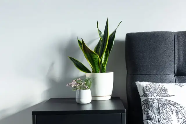 Kwiaty w sypialni: Które szkodzą snu i zdrowiu? Sprawdź!