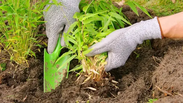 Jak sadzić buki: unikaj najczęstszych błędów przy sadzeniu