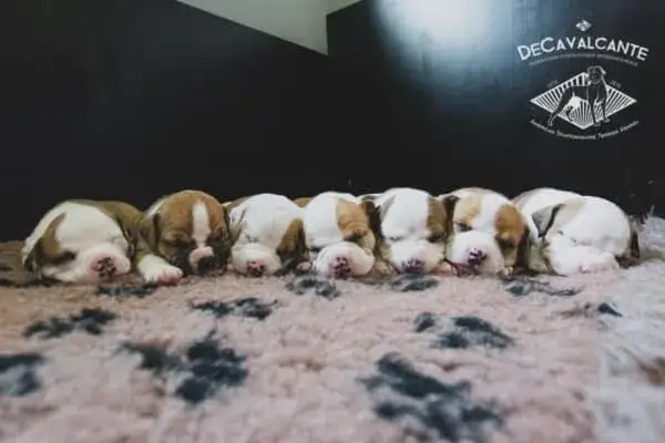 Jak wybrać szczeniaka z miotu? Poradnik Martyny Pawlak