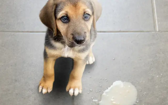 Pies wymiotuje? Kiedy pilnie do weterynarza, a kiedy domowa opieka?