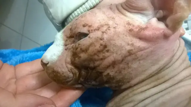 Głowa kota rasy Devon Rex z widocznymi zmianami skórnymi i brązowymi nalotami.