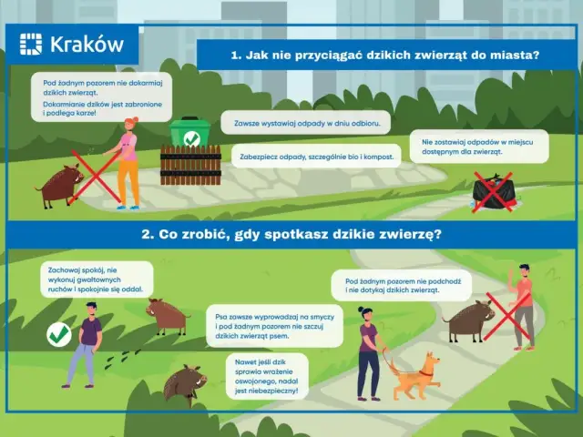 Dzik w mieście: Jak się zachować, zgłosić i zabezpieczyć?