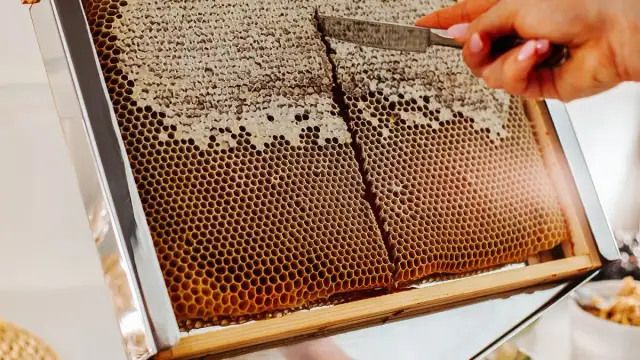 Miód a weganizm: dlaczego pszczeli produkt nie jest wegański?