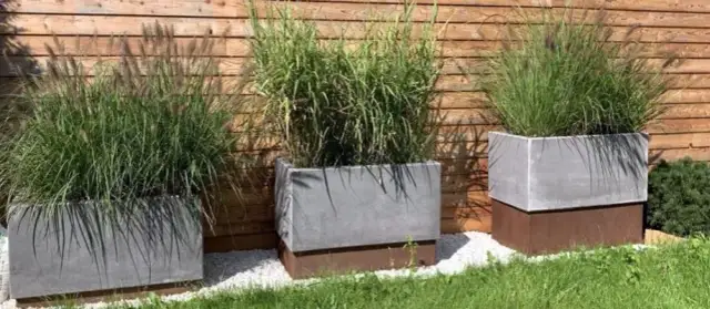 Jaką donicę wybrać do trawy pampasowej, aby uniknąć problemów?