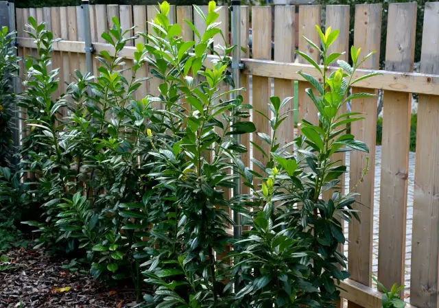 Jak gęsto sadzić berberys na żywopłot, aby uniknąć błędów?