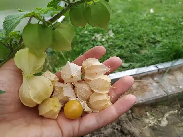 Jak uprawiać physalis: proste metody na zdrowe rośliny i plony