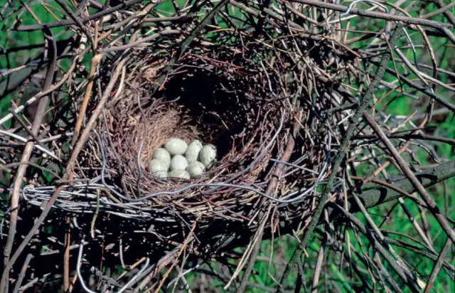 Z czego ptaki budują gniazda? Odkryj sekrety ptasiej architektury!