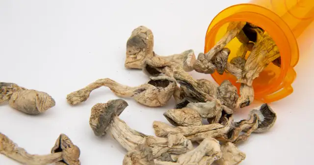 Jedzenie grzybów halucynogennych: skutki, ryzyko i zdrowie psychiczne