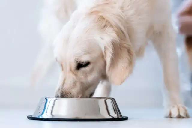 Wątróbka dla psa: bomba witaminowa czy ryzyko? Gotuj bezpiecznie!