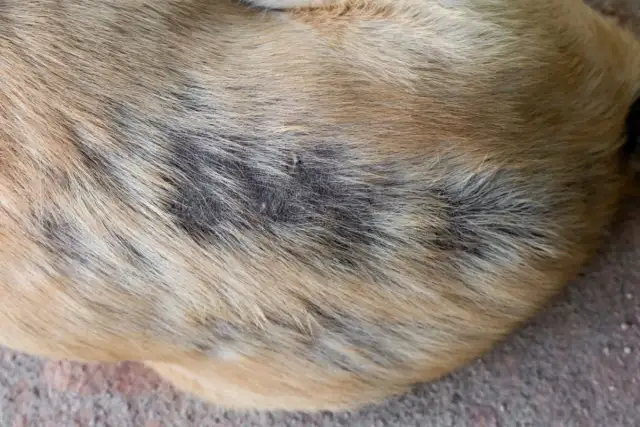 Sierść psa z ciemnymi plamami, wskazującymi na łojotokowe zapalenie skóry.