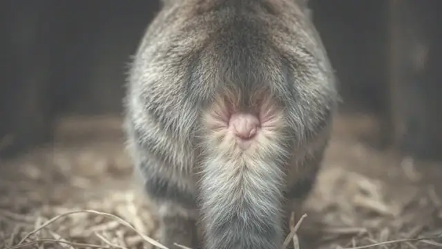 Dlaczego kotka plami krwią? Poznaj powody i objawy krwiomoczu