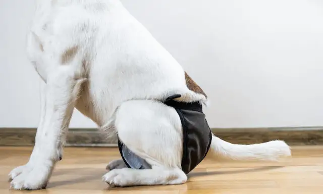 Ile trwa cieczka u golden retrievera i co musisz o tym wiedzieć