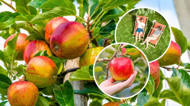 Wczesne odmiany jabłoni obfitują w soczyste owoce. Dwie kobiety relaksują się na leżakach w ogrodzie, ciesząc się słońcem.