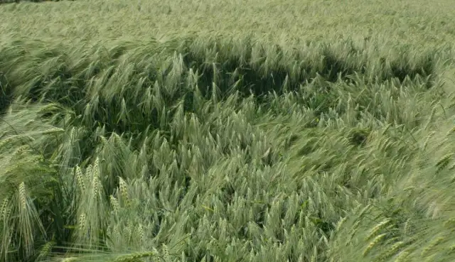 Kiedy siać jęczmień ozimy, aby uniknąć problemów z uprawą?