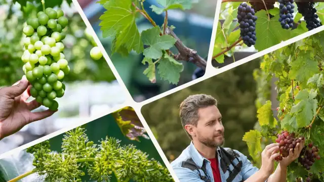 Jak uprawiać winogrona - proste sposoby na zdrowe i smaczne plony