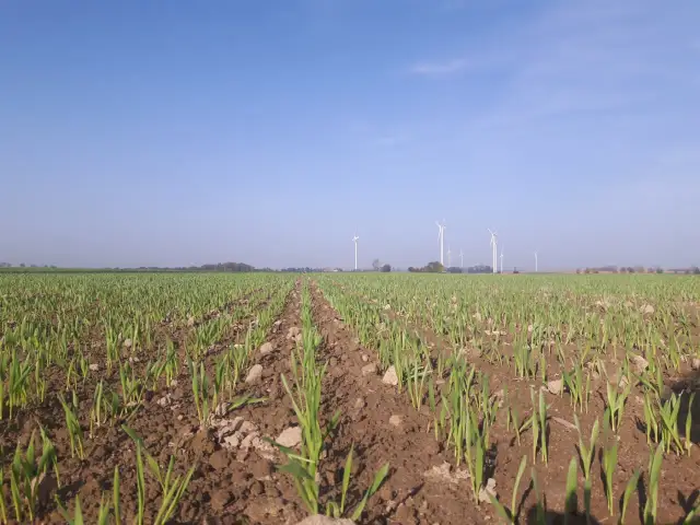 Kiedy siać nawozy fosforowe, aby uniknąć błędów w uprawach?