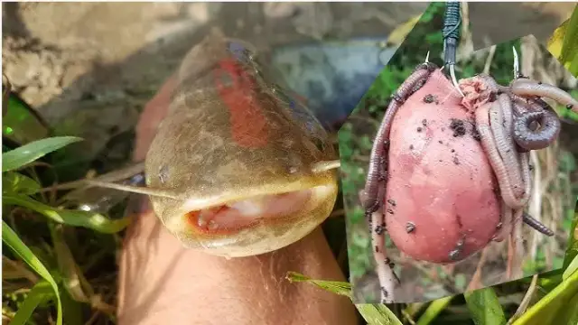 Jak założyć wątróbkę na haczyk, aby zwiększyć skuteczność połowu