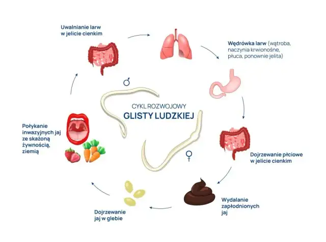 Cykl rozwojowy glisty ludzkiej ile trwa - poznaj kluczowe informacje