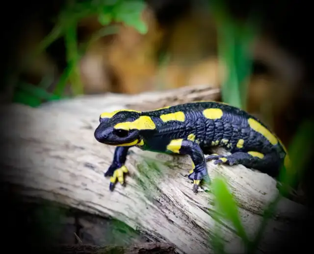 Jak salamandra czym się żywi – zaskakujące fakty o jej diecie