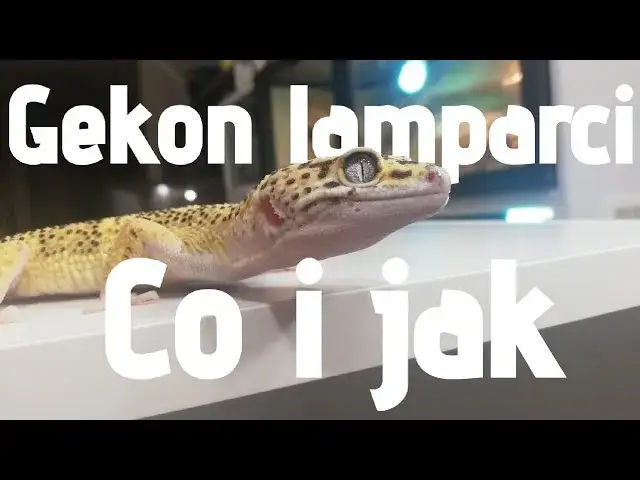 Jak rozpoznać płeć u gekona lamparciego - proste metody i wskazówki