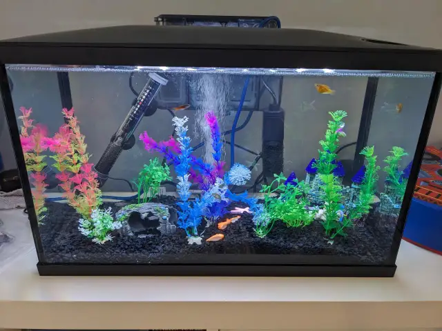 Twoje rybki umierają? Odkryj 5 cichych zabójców w akwarium!