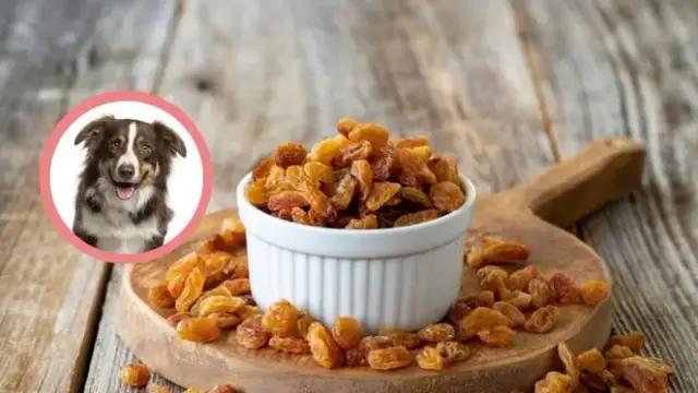 Czy pies może jeść rodzynki? Dowiedz się o ich toksyczności